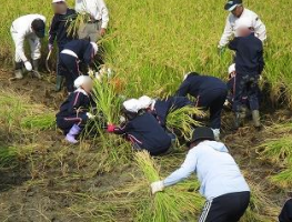 稲刈り体験（富田小３年生）