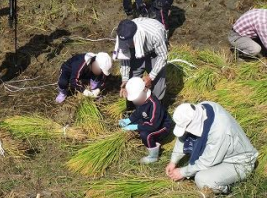 稲刈り体験（富田小３年生）